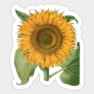 Sunflower by Basilius Besler Sticker